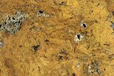 Polished Petrified Fern Slab - Texas #236474-1